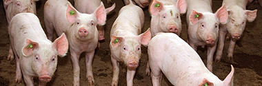 Schwein
