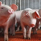 Rubrik Schwein