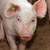 Rubrik Schwein