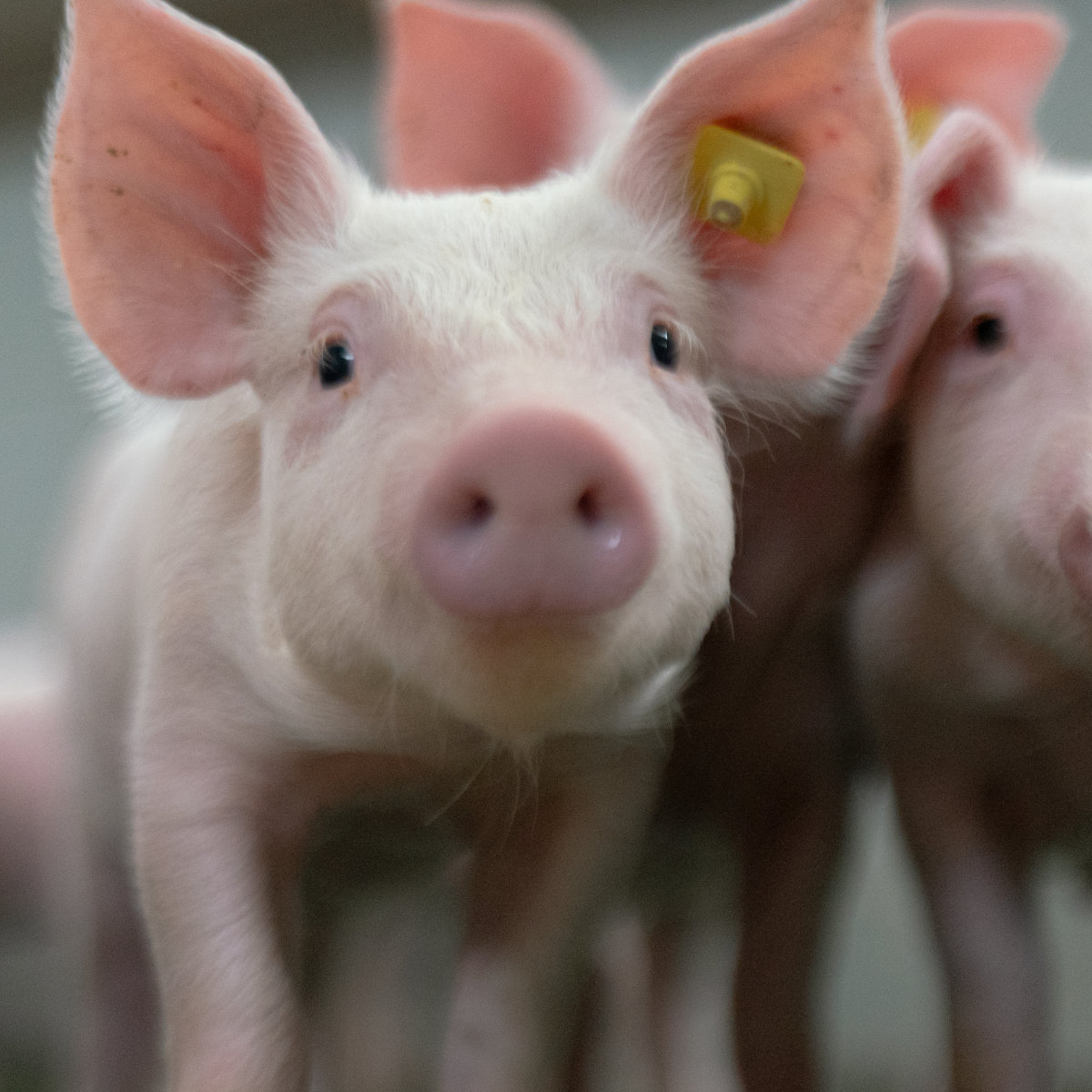 Die Afrikanische Schweinepest – Jetzt Biosicherheit überprüfen