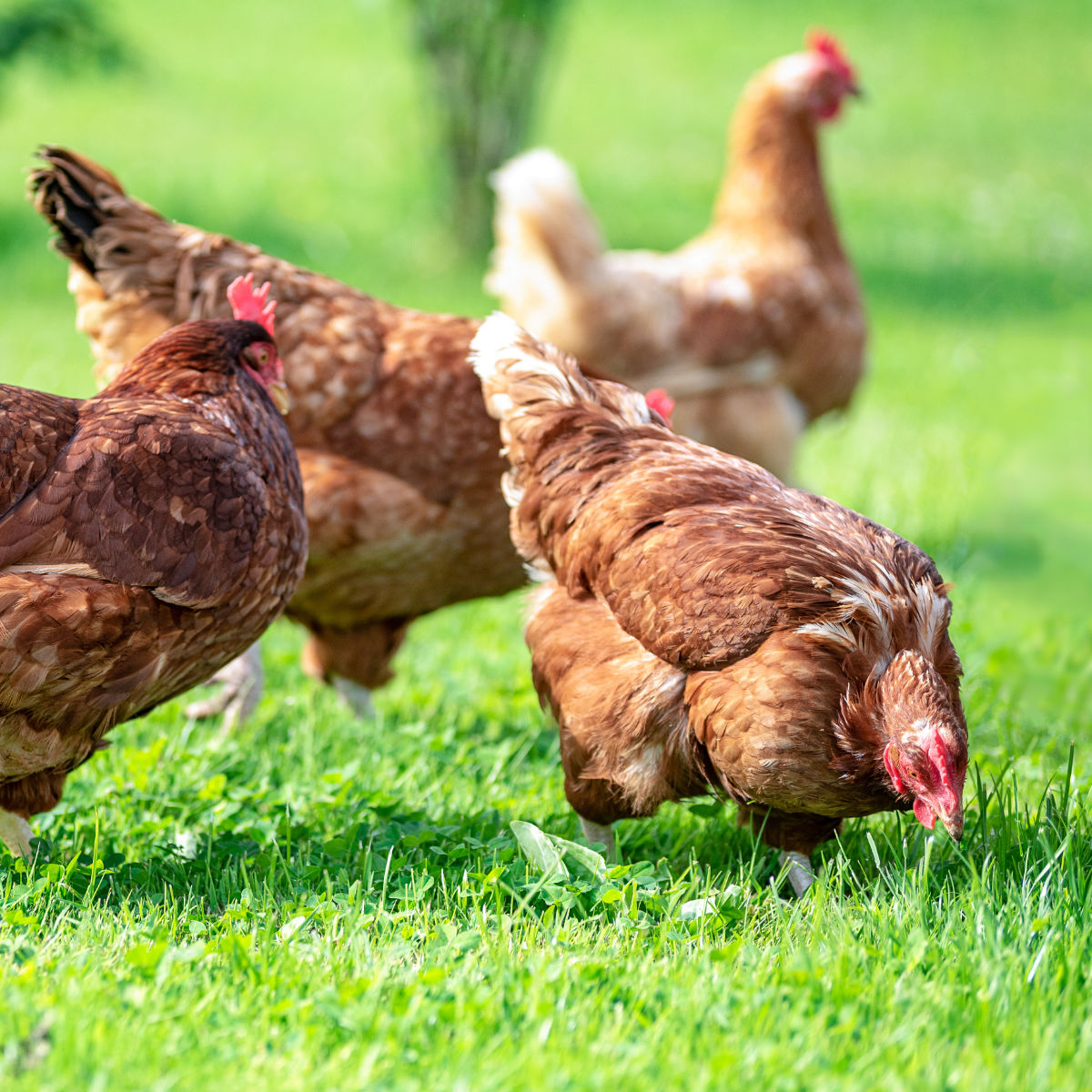 Biosicherheit im Fokus: Geflügelpest wirksam vorbeugen