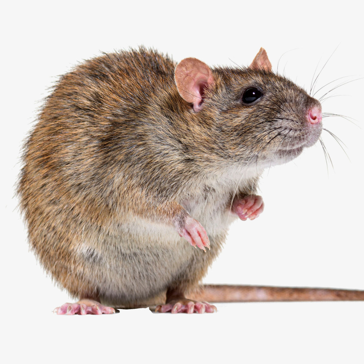 Gesetzesänderung bei der Schädlingsbekämpfung: Neue Sachkunde für Rodentizide