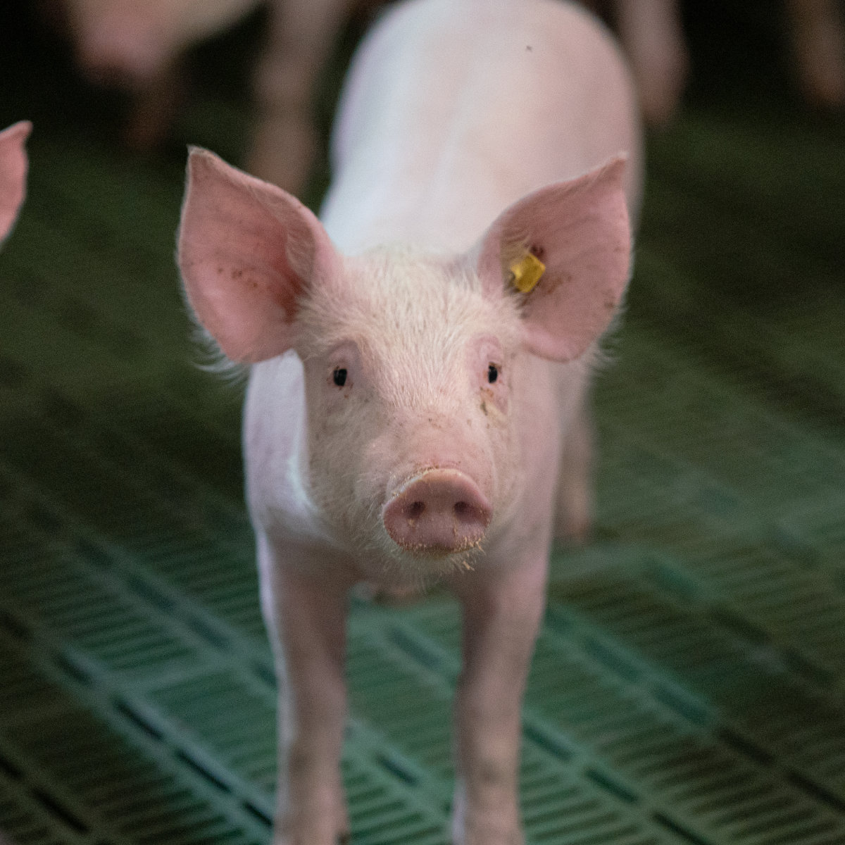 Initiative Tierwohl: Was sich bei der Ferkelaufzucht ab 2027 ändert