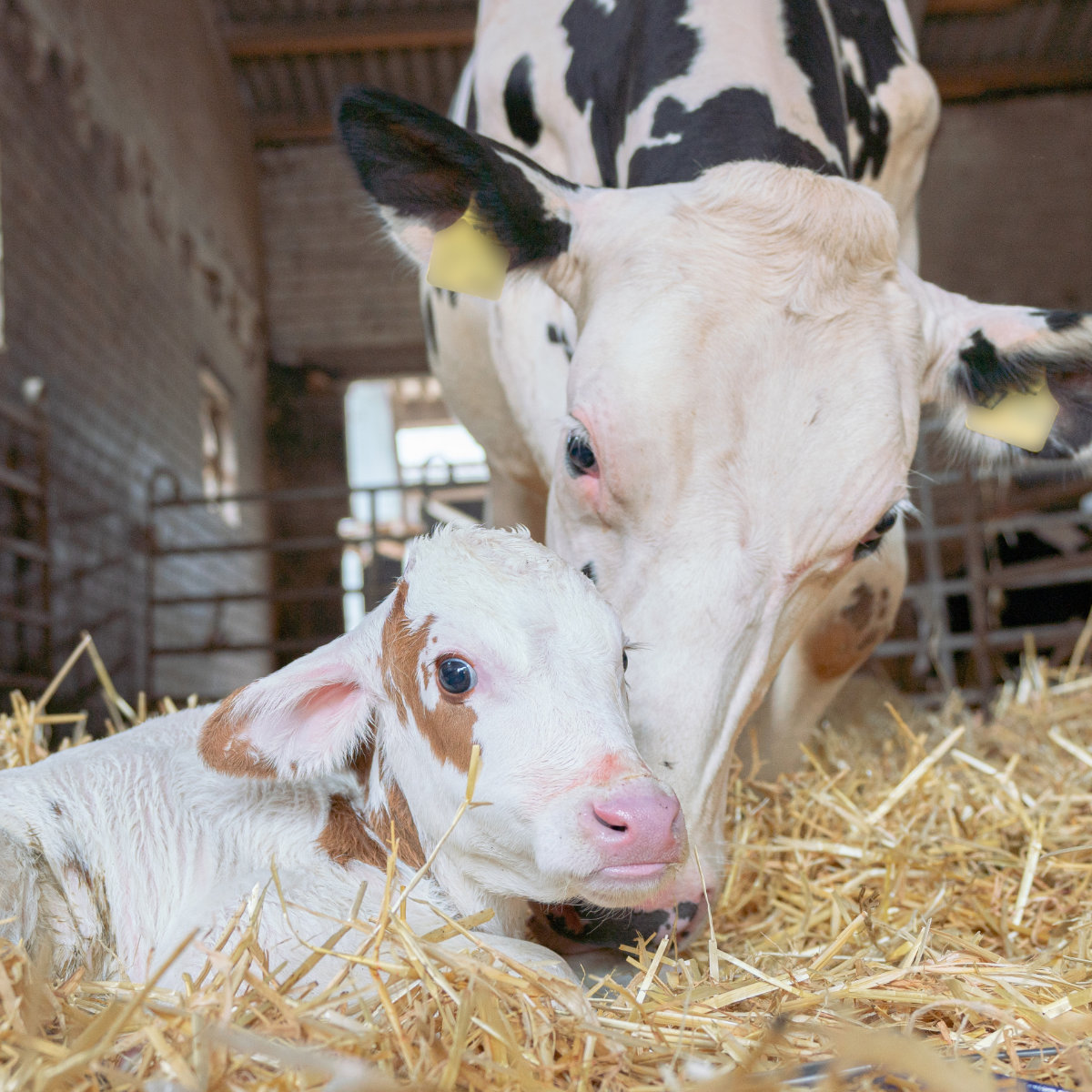 Geburtshilfe beim Rind: Wann Landwirte bei der Kalbung eingreifen müssen
