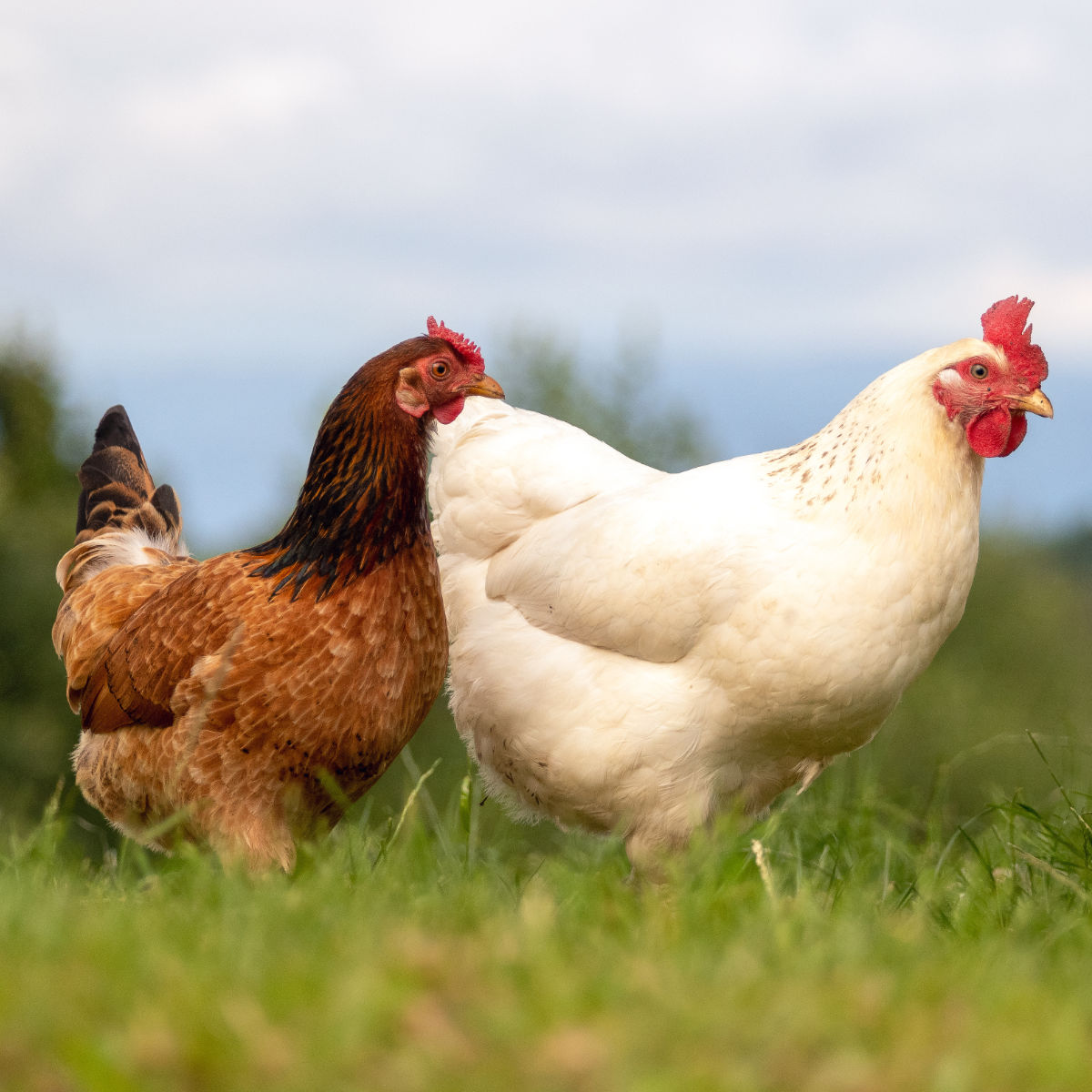 Geflügelpest vorbeugen: Die besten Produkte für ihre Biosicherheit im Stall.