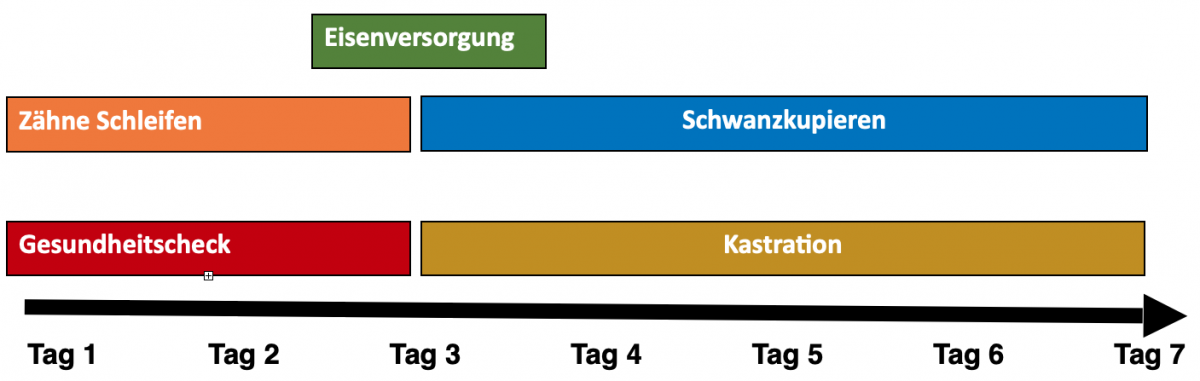 Die ersten Tage eines Ferkels