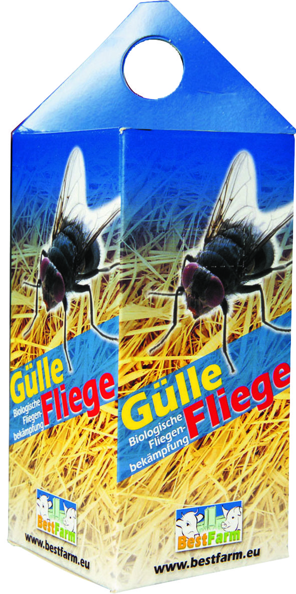 Güllefliege