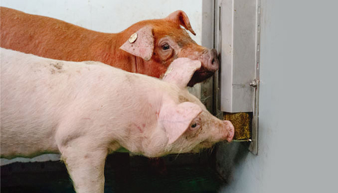 Knusperstangen als Beschäftigungsmaterial für Schwein