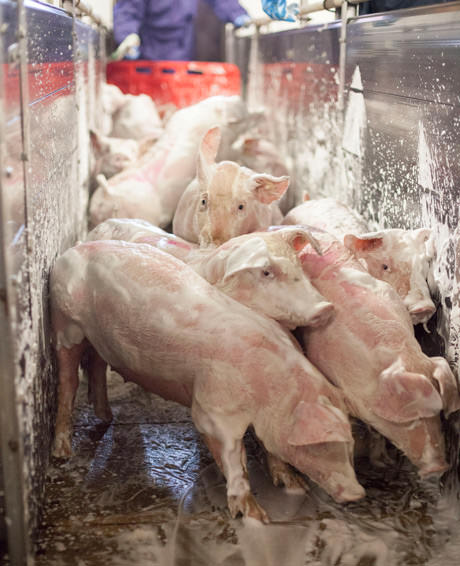 Wichtig ist, dass wir die Ferkel eng zusammenstallen, damit sie sich gegenseitig das Tierwaschmittel einreiben können