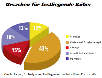 Ursachen für festliegenede Kühe