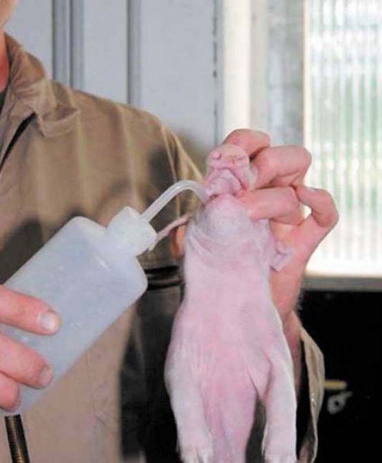 Die fertige Drenchmilch kann nach dem Anrühren mit der Drenchflasche oder einer Drenchdosierspritze verabreicht werden