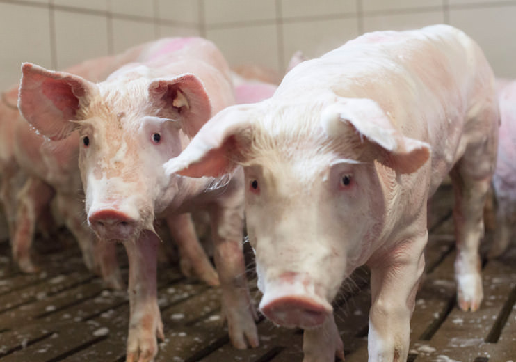 Viele Landwirte waschen routinemäßig die Babyferkel nach dem Einstallen ins Flatdeck. 