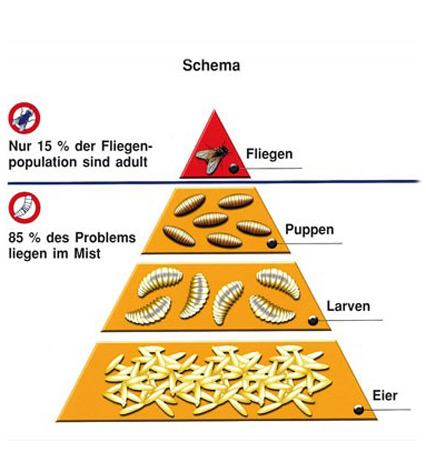 Schema: Fliegenvorkommen