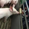 Schweine im Schweinemobil auf der Grünen Woche 2016