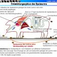 Entwicklungszyklus des Spulwurms