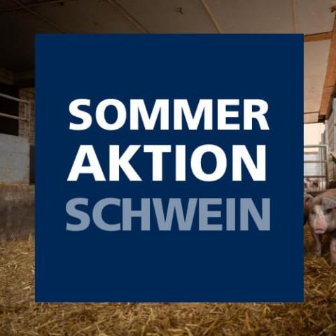 Sommeraktion Schwein 2025