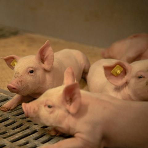 Ferkel Erstbehandlung 