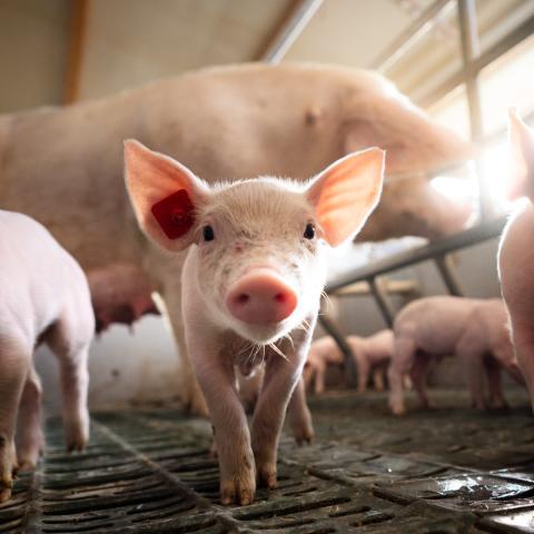 Ferkelaufzucht ITW Finanzierung