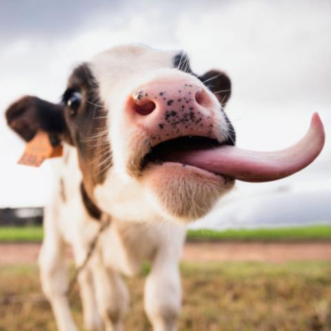 Unsere diesjährige Frühlingsaktion Rind läuft vom 1. April bis zum 14. Mai.