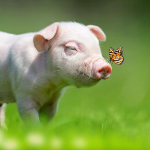 Unsere diesjährige Frühlingsaktion Schwein läuft vom 1. April bis zum 14. Mai.