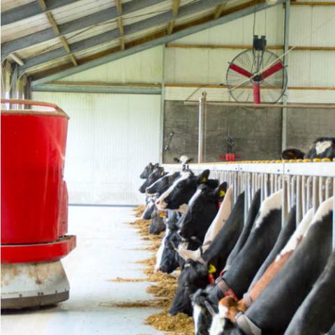 Korbventilatoren im Stall für höheren Tierkomfort