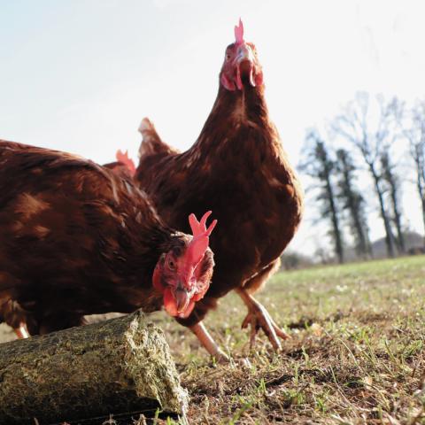 Produkte und Zubehör für die Haltung von Hühnern, Enten, Legehennen und Puten