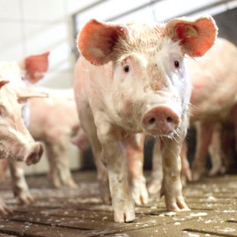 Eine der häufigsten Nematodeninfektionen beim Schwein ist eine Infektion mit Spulwürmern (Ascaris suum)