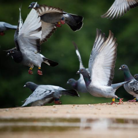 Vogelabwehr im Stall und Silo