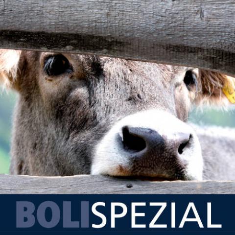 Boli Spezial