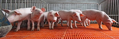 Schweinespezial