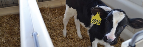 Calf-Tel