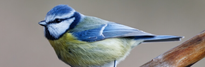 Vogelfutter & Vogelhäuser