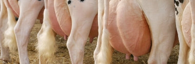 Melkeimer