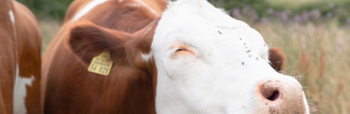 Fliegen- und Insektenvertreiber