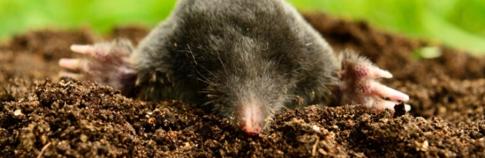 Maulwurf- & Wühlmausvertreiber