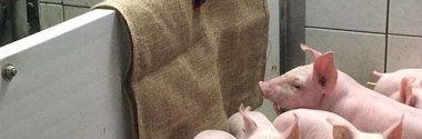 Rund ums Schwein