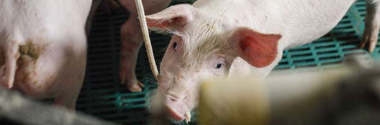 Rund ums Schwein