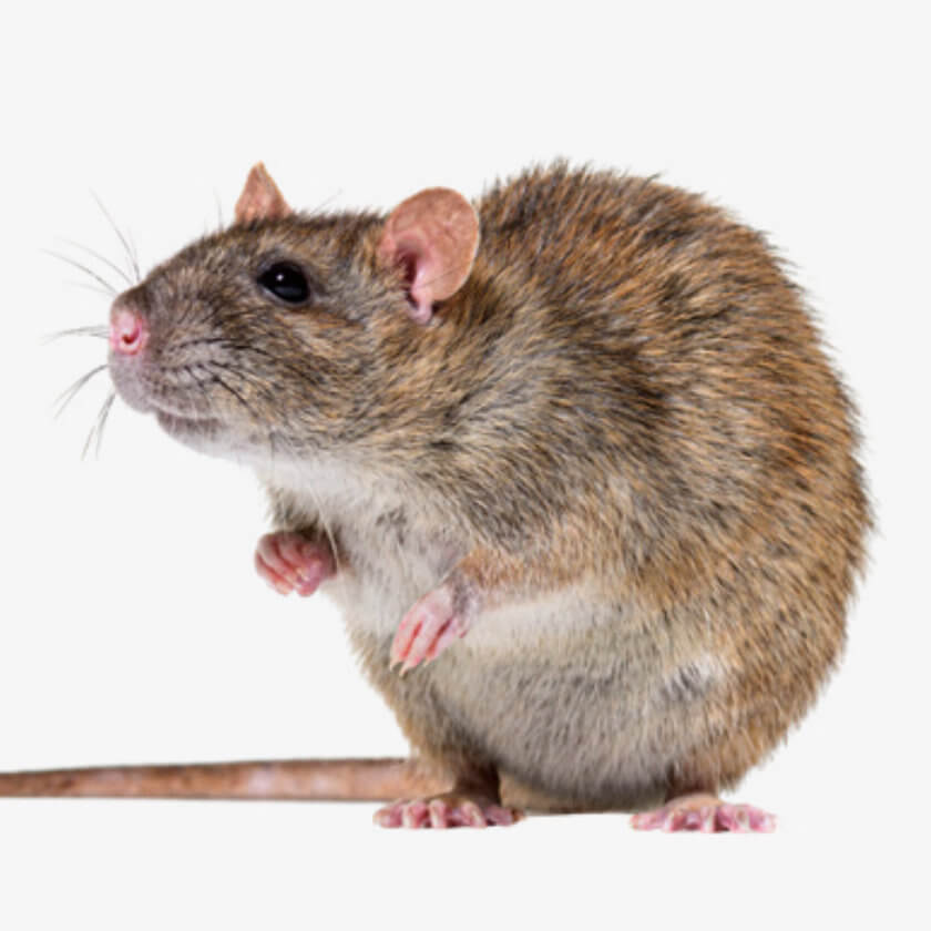 Gesetzesänderung bei der Schädlingsbekämpfung: Neue Sachkunde für Rodentizide